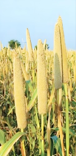 Hybrid pearl millet grass - hybrid,