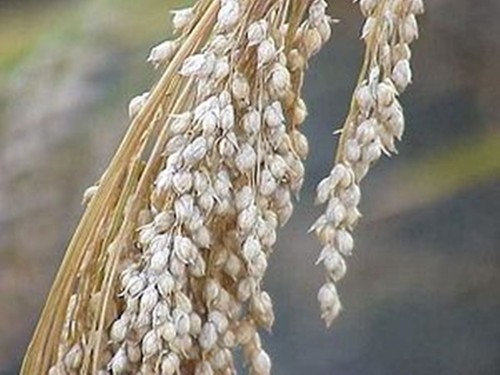 White proso millet seed - millet,